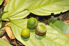 Xanthophyllum arnottianum